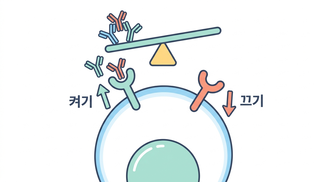 Fc 수용체 — 항체가 세포를 부린다