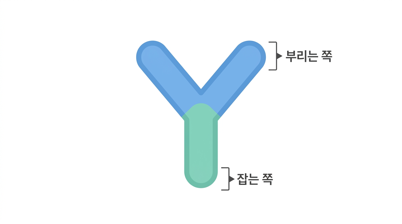 항체의 구조 — Fab 가 잡고 Fc 가 부린다