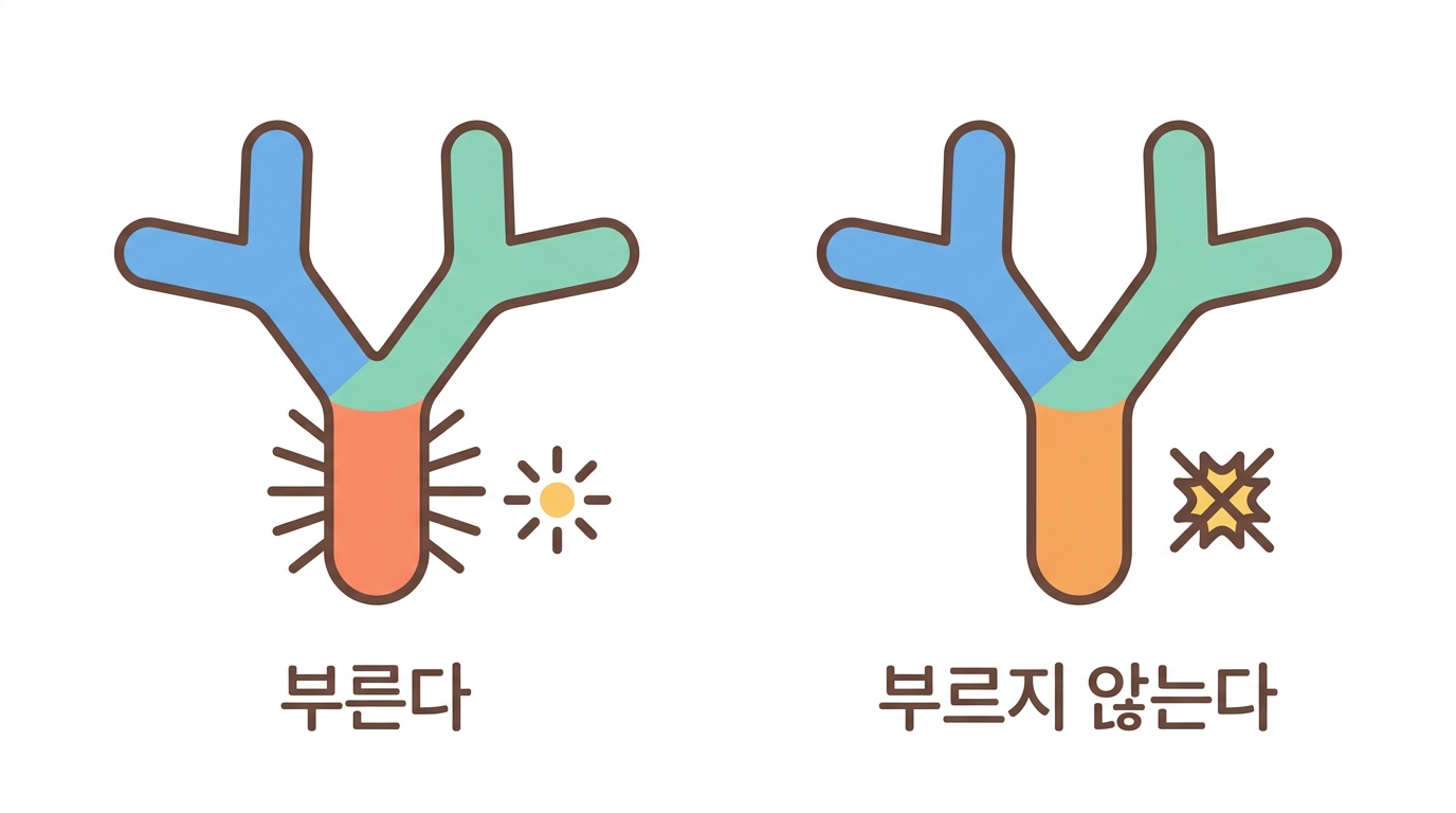 치료용 항체 — IgG1 과 IgG4 를 왜 갈라 쓰나