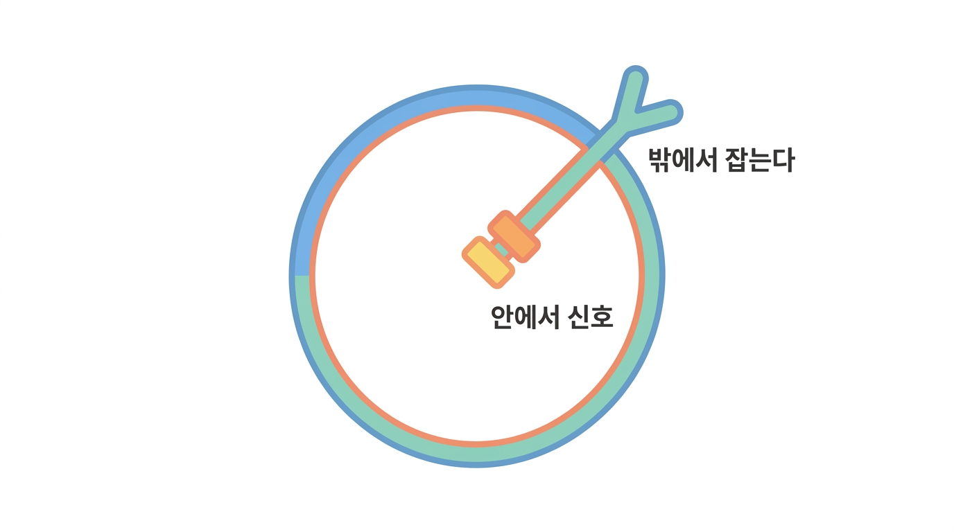 CAR — 항체의 머리에 T세포의 몸