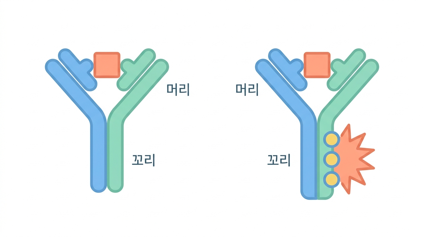 IgG 아형이 정하는 것 — 왜 항-PD1 은 IgG4 인가
