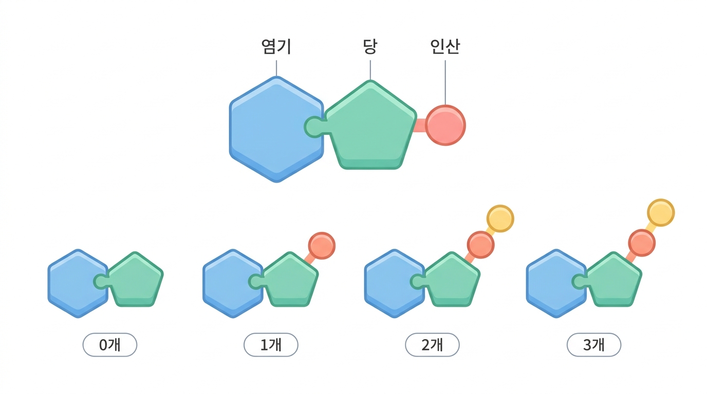 뉴클레오타이드 — 아데닌 하나가 네 곳에 있다