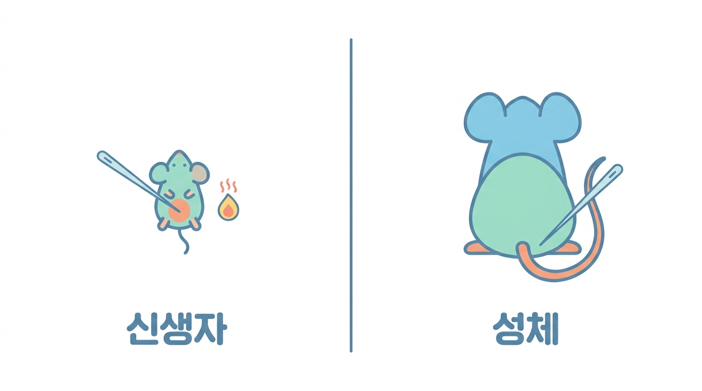 주사 — 신생자 간내와 성체 꼬리정맥