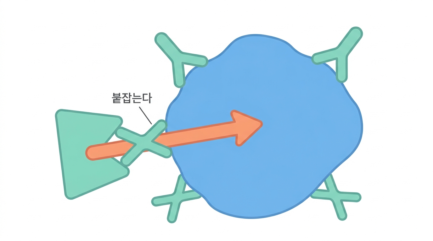 ADCC — 항체가 NK 를 부른다