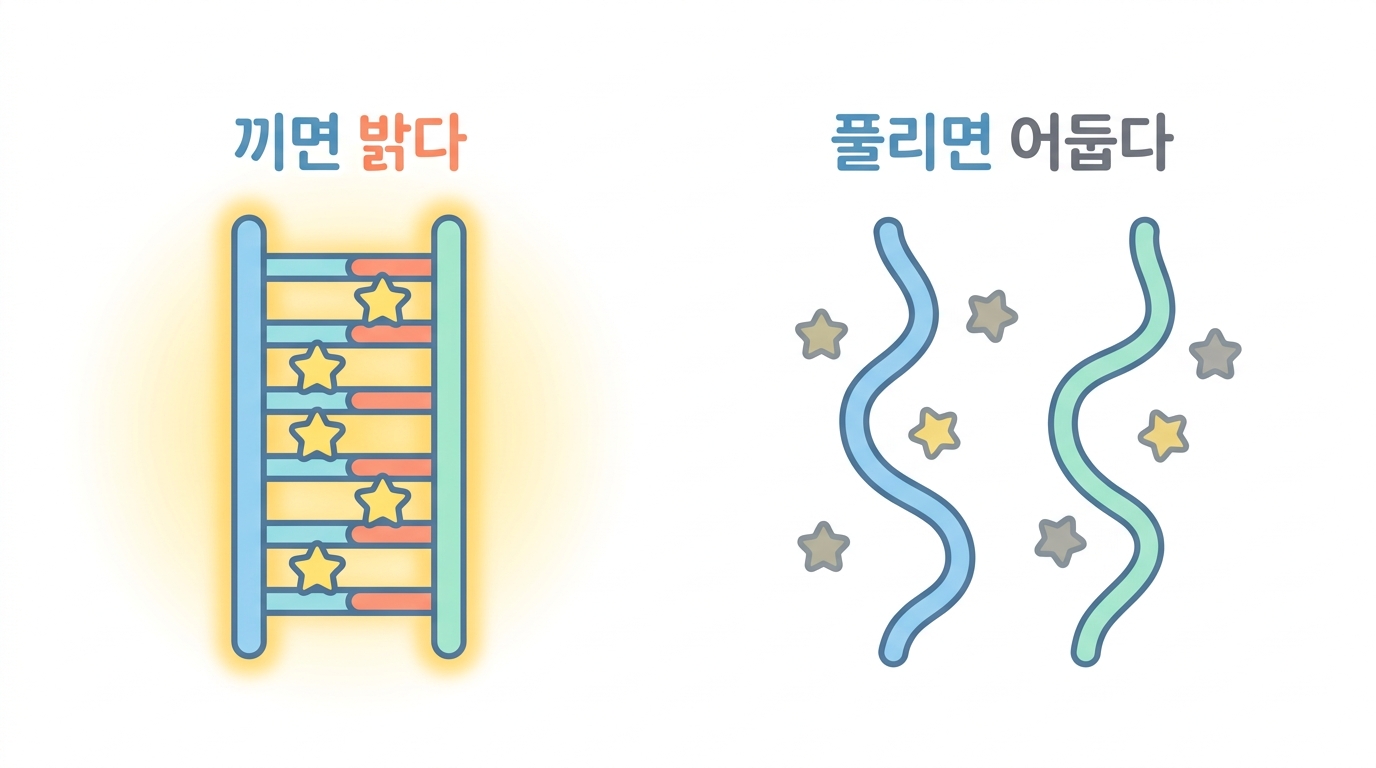 SYBR Green — 이중가닥에 끼면 빛난다