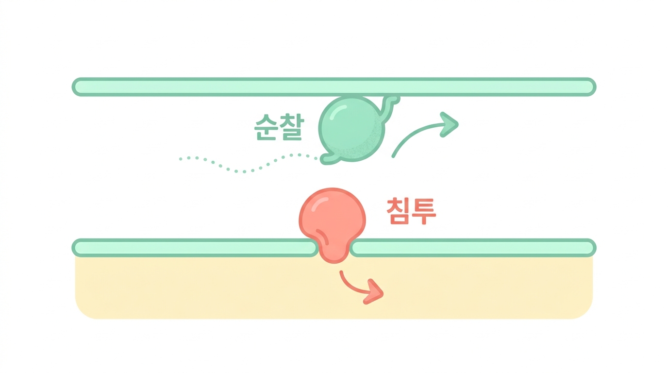 단핵구 두 종류 — 심부름꾼과 순찰대