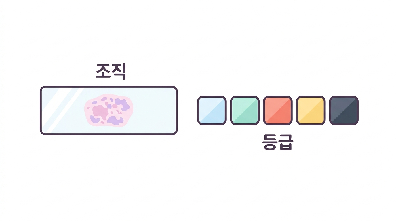 부검과 조직병리 — 눈으로 보고 등급을 매긴다